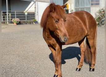Icelandic Horse, Mare, 13 years, 13.2 hh, Chestnut-Red