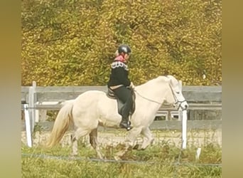 Icelandic Horse, Mare, 13 years, 13.2 hh, Gray