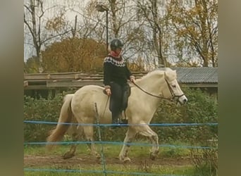 Icelandic Horse, Mare, 13 years, 13.2 hh, Gray