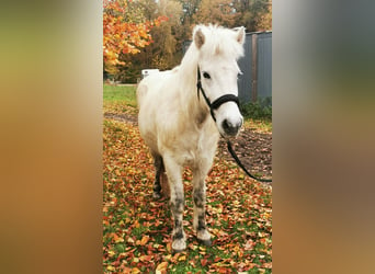 Icelandic Horse, Mare, 13 years, 13.2 hh, Gray