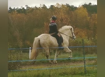 Icelandic Horse, Mare, 13 years, 13.2 hh, Gray