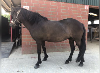 Icelandic Horse, Mare, 13 years, 13.2 hh, Smoky-Black