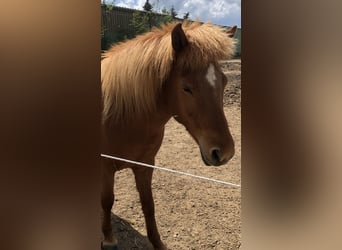 Icelandic Horse, Mare, 13 years, 13.3 hh, Chestnut-Red