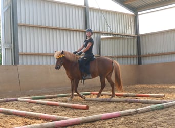 Icelandic Horse, Mare, 13 years, 13.3 hh, Chestnut-Red