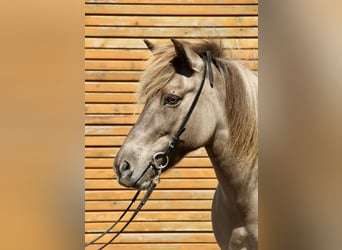 Icelandic Horse, Mare, 13 years, 13,3 hh, Dun