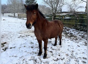 Icelandic Horse, Mare, 13 years, 13 hh, Brown