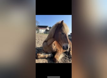 Icelandic Horse, Mare, 13 years, 13,2 hh, Chestnut-Red
