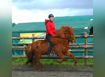 Icelandic Horse, Mare, 13 years, 14.1 hh, Chestnut-Red