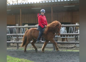 Icelandic Horse, Mare, 13 years, 14.1 hh, Chestnut-Red
