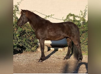 Icelandic Horse, Mare, 13 years, 14 hh, Black