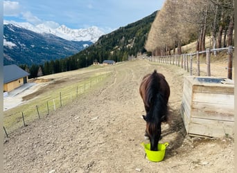 Icelandic Horse, Mare, 13 years, 14 hh, Black