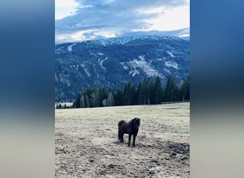 Icelandic Horse, Mare, 13 years, 14 hh, Black
