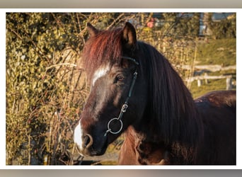 Icelandic Horse, Mare, 13 years, 14 hh, Black