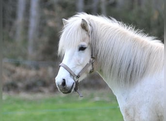 Icelandic Horse, Mare, 13 years, 14 hh, Gray