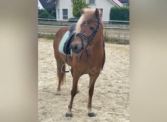 Icelandic Horse, Mare, 13 years, 14,2 hh