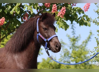 Icelandic Horse, Mare, 13 years, Black