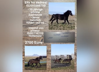Icelandic Horse, Mare, 13 years