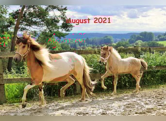 Icelandic Horse, Mare, 13 years