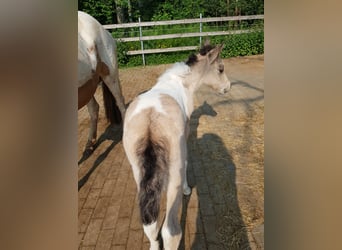 Icelandic Horse, Mare, 13 years