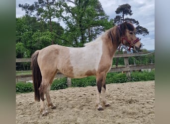 Icelandic Horse, Mare, 13 years