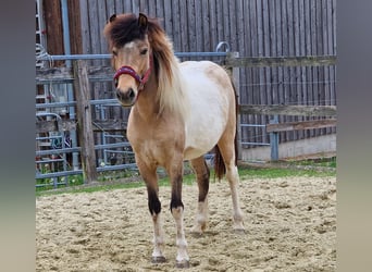 Icelandic Horse, Mare, 13 years