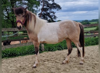 Icelandic Horse, Mare, 13 years