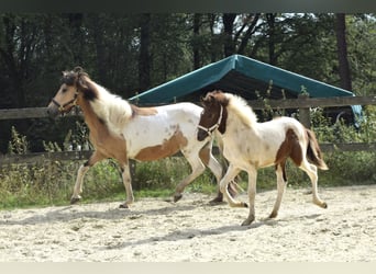 Icelandic Horse, Mare, 13 years