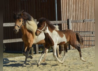 Icelandic Horse, Mare, 13 years