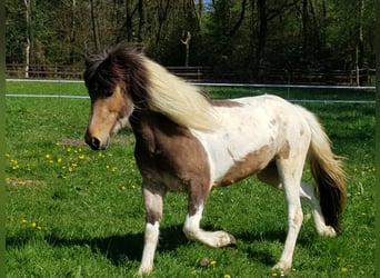 Icelandic Horse, Mare, 13 years