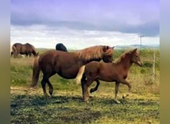 Icelandic Horse, Mare, 13 years, Chestnut-Red