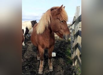 Icelandic Horse, Mare, 13 years, Chestnut-Red