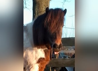 Icelandic Horse, Mare, 13 years, Pinto