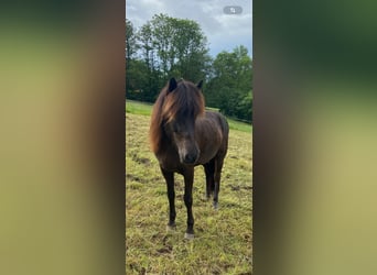 Icelandic Horse, Mare, 14 years, 13.1 hh, Black Icelandic Horse, Mare, 14 years, 13.1 hh, Black
