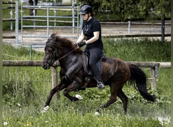 Icelandic Horse, Mare, 14 years, 13.1 hh, Black Icelandic Horse, Mare, 14 years, 13.1 hh, Black
