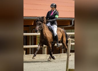 Icelandic Horse, Mare, 14 years, 13.1 hh, Black Icelandic Horse, Mare, 14 years, 13.1 hh, Black