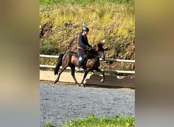 Icelandic Horse, Mare, 14 years, 13.1 hh, Black Icelandic Horse, Mare, 14 years, 13.1 hh, Black