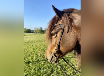 Icelandic Horse, Mare, 14 years, 13.1 hh, Brown