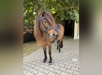 Icelandic Horse, Mare, 14 years, 13.1 hh, Brown