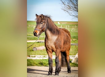 Icelandic Horse, Mare, 14 years, 13.1 hh, Brown
