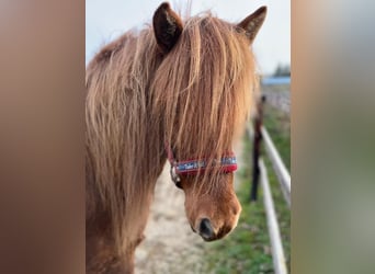 Icelandic Horse, Mare, 14 years, 13.1 hh, Chestnut-Red