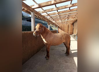 Icelandic Horse, Mare, 14 years, 13.1 hh, Dun