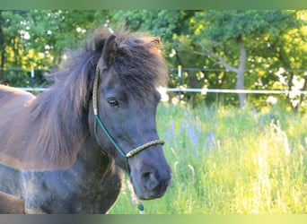 Icelandic Horse, Mare, 14 years, 13.1 hh, Smoky-Black