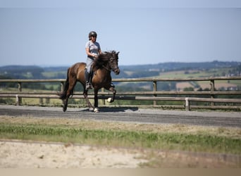 Icelandic Horse, Mare, 14 years, 13.2 hh, Bay-Dark