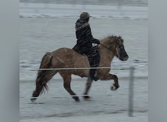 Icelandic Horse, Mare, 14 years, 13.2 hh, Dun