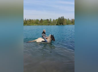 Icelandic Horse, Mare, 14 years, 13.2 hh, Dun