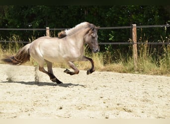 Icelandic Horse, Mare, 14 years, 13.2 hh, Dun