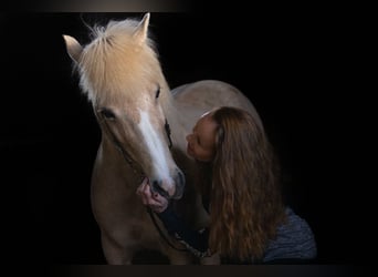 Icelandic Horse, Mare, 14 years, 13.2 hh, Palomino