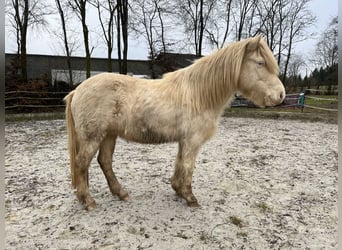 Icelandic Horse, Mare, 14 years, 13,2 hh, Perlino