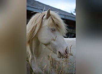 Icelandic Horse, Mare, 14 years, 13,2 hh, Perlino