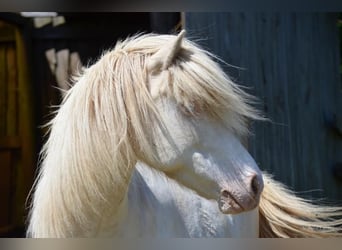 Icelandic Horse, Mare, 14 years, 13,2 hh, Perlino